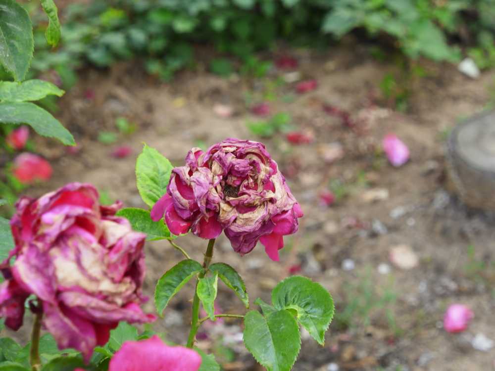 玫瑰花
