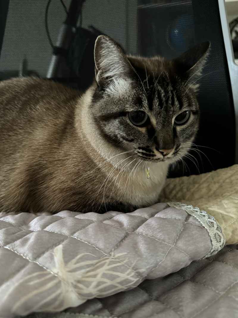 猫猫的小表情