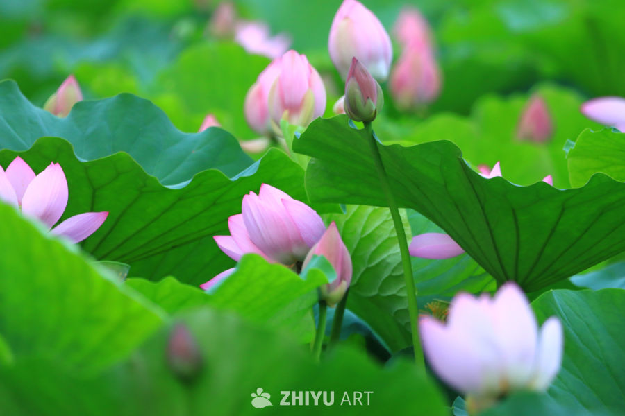 盛夏荷花 257