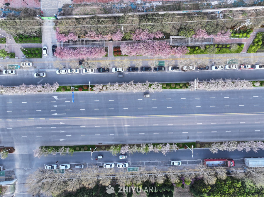 城市樱花大道