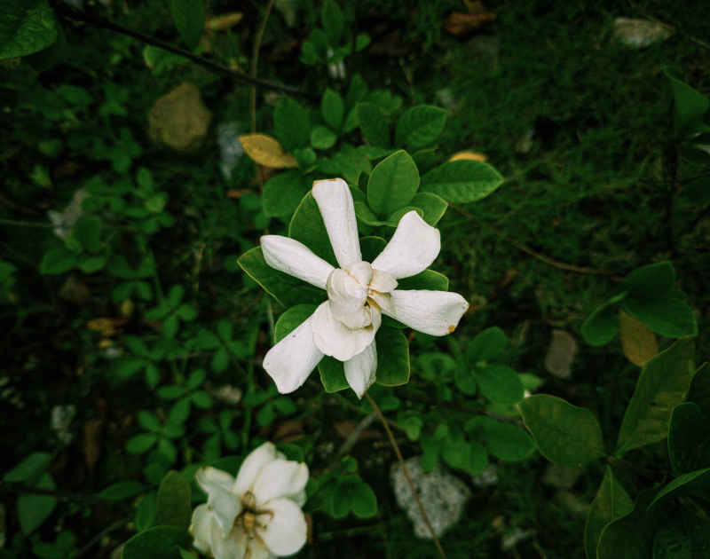 5白花