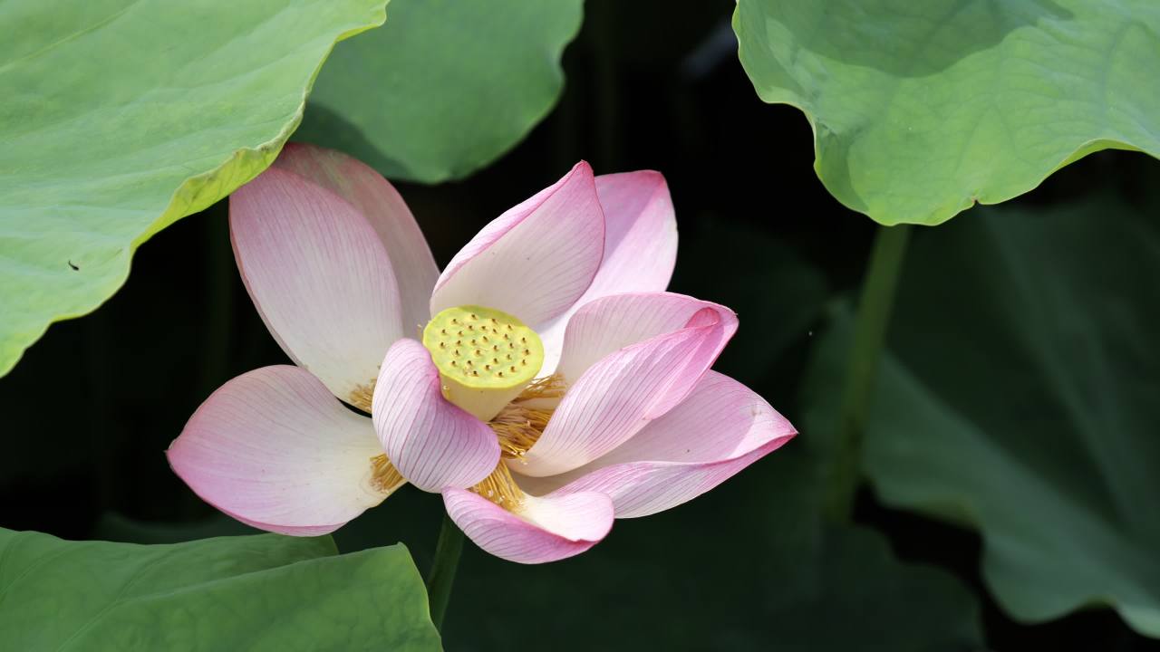 荷花 70