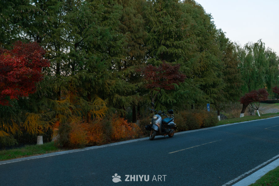 秋日 road 边的静谧时光