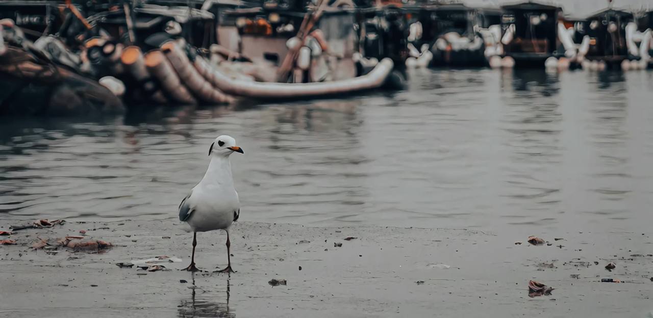 秋日水边的海鸥