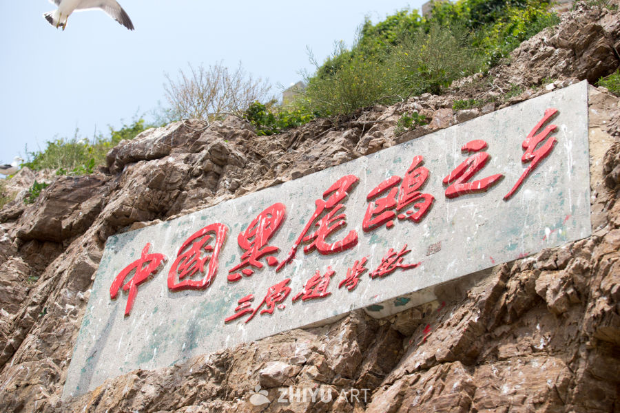 山东海驴岛黑尾鸥