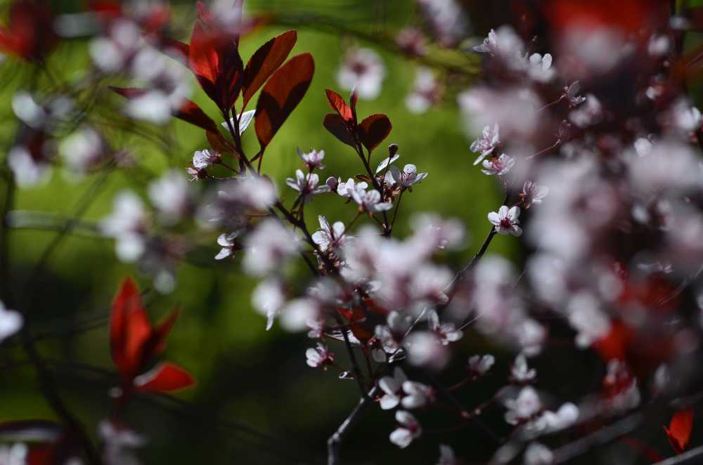 樱花