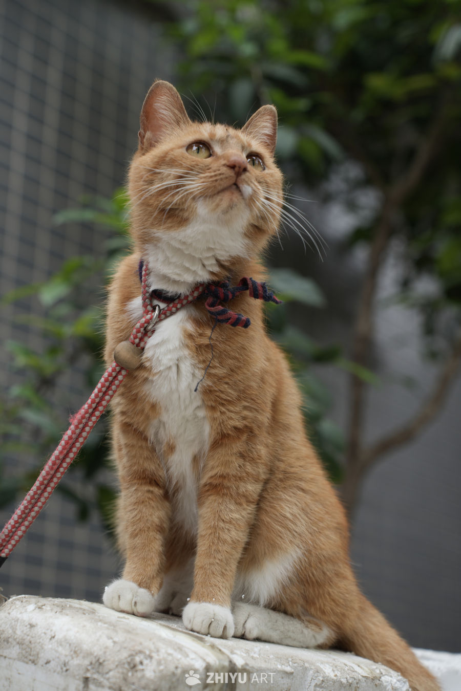 猫咪 10