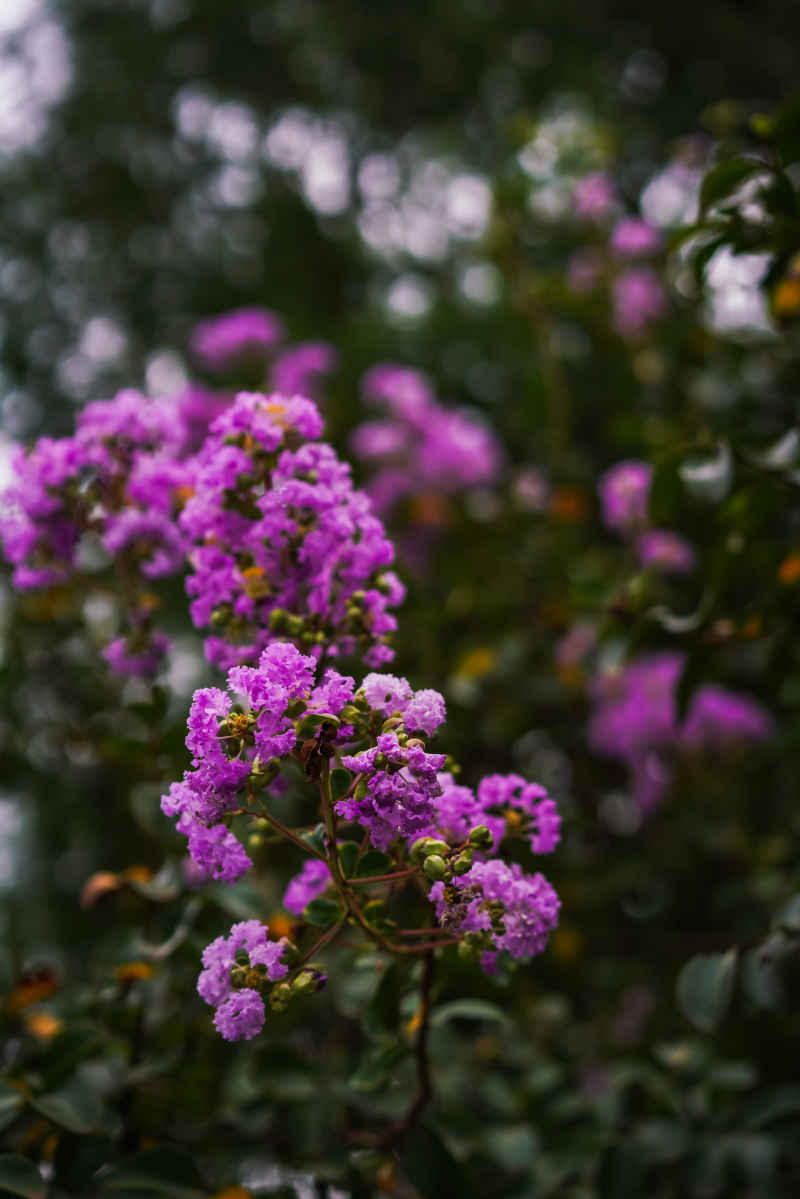 紫薇花 31
