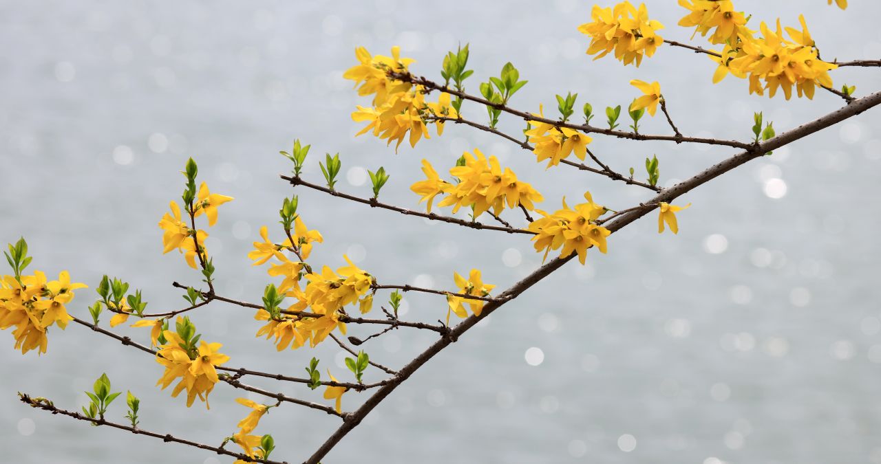 实拍8k湖边连翘花