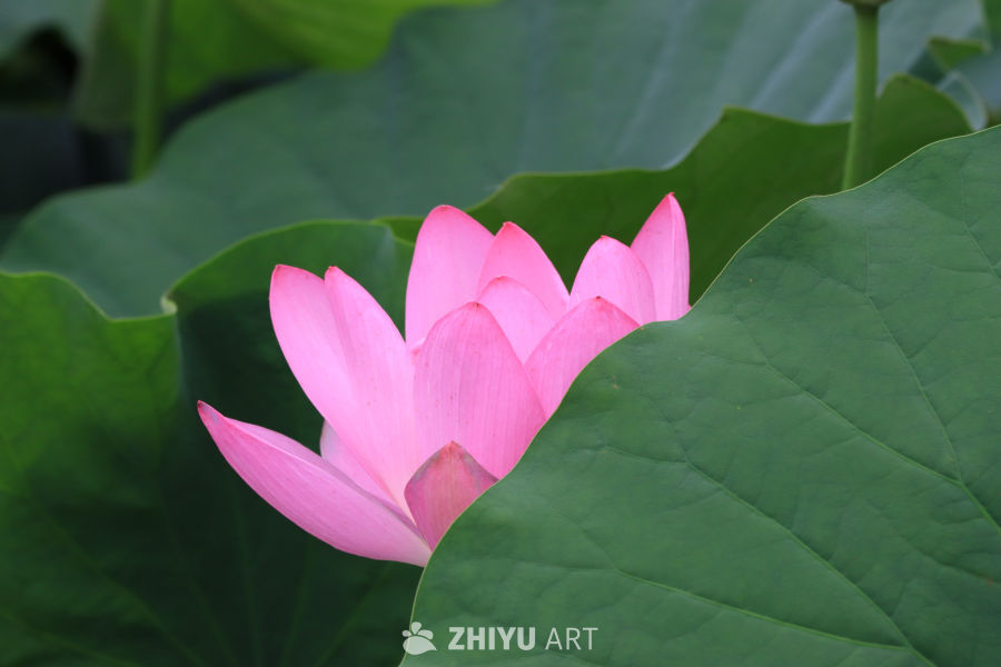荷花 28