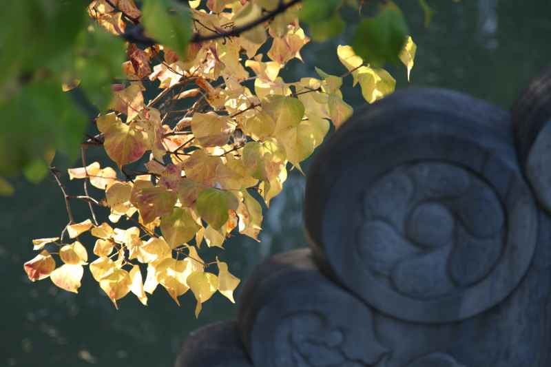 秋