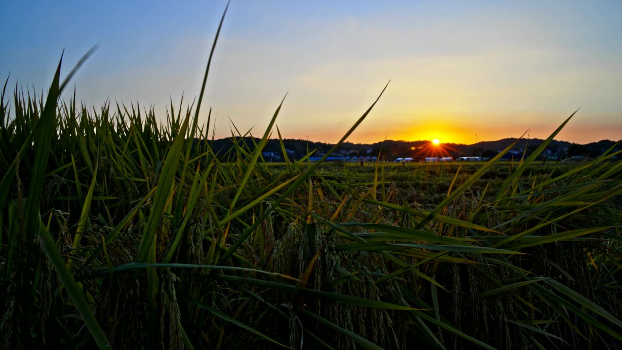 夕阳西下，成熟的稻田