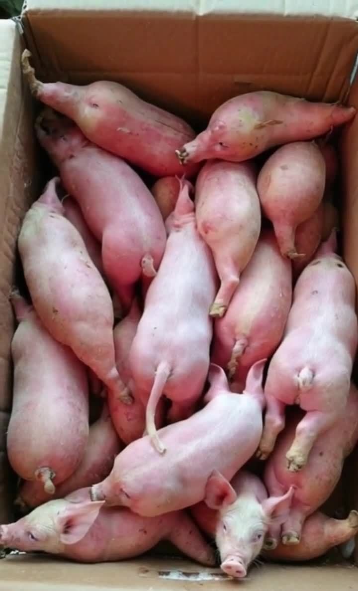 纸箱中堆满粉红色小猪崽