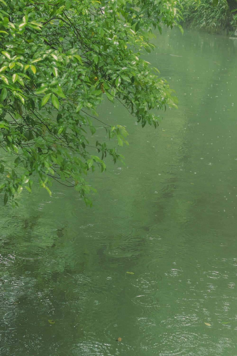 春雨如酥