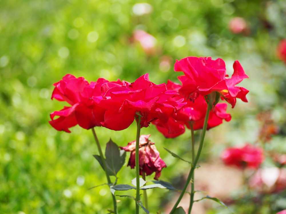 月季花