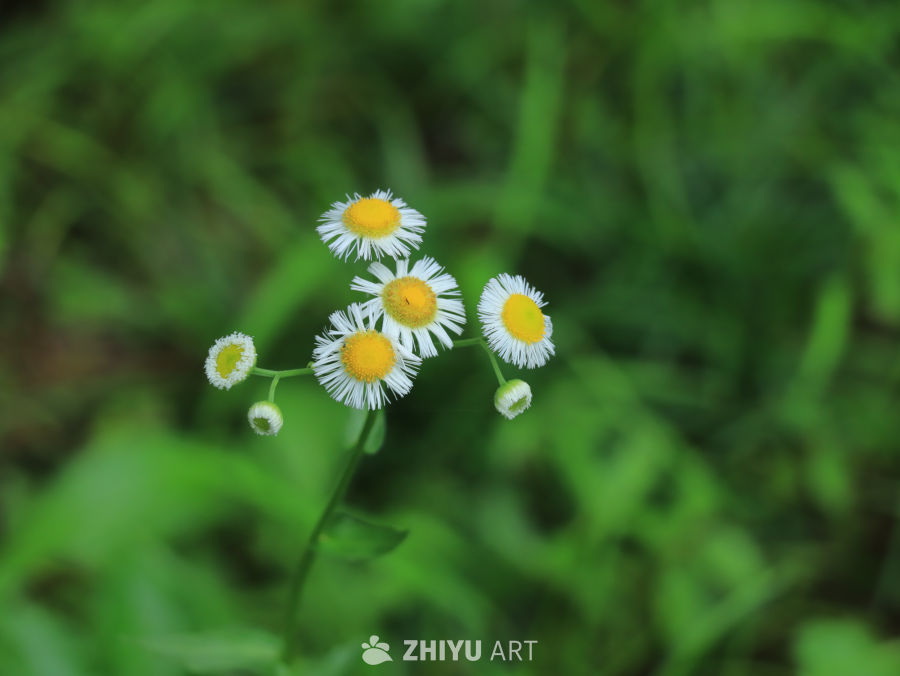雏菊盛开的宁静时光