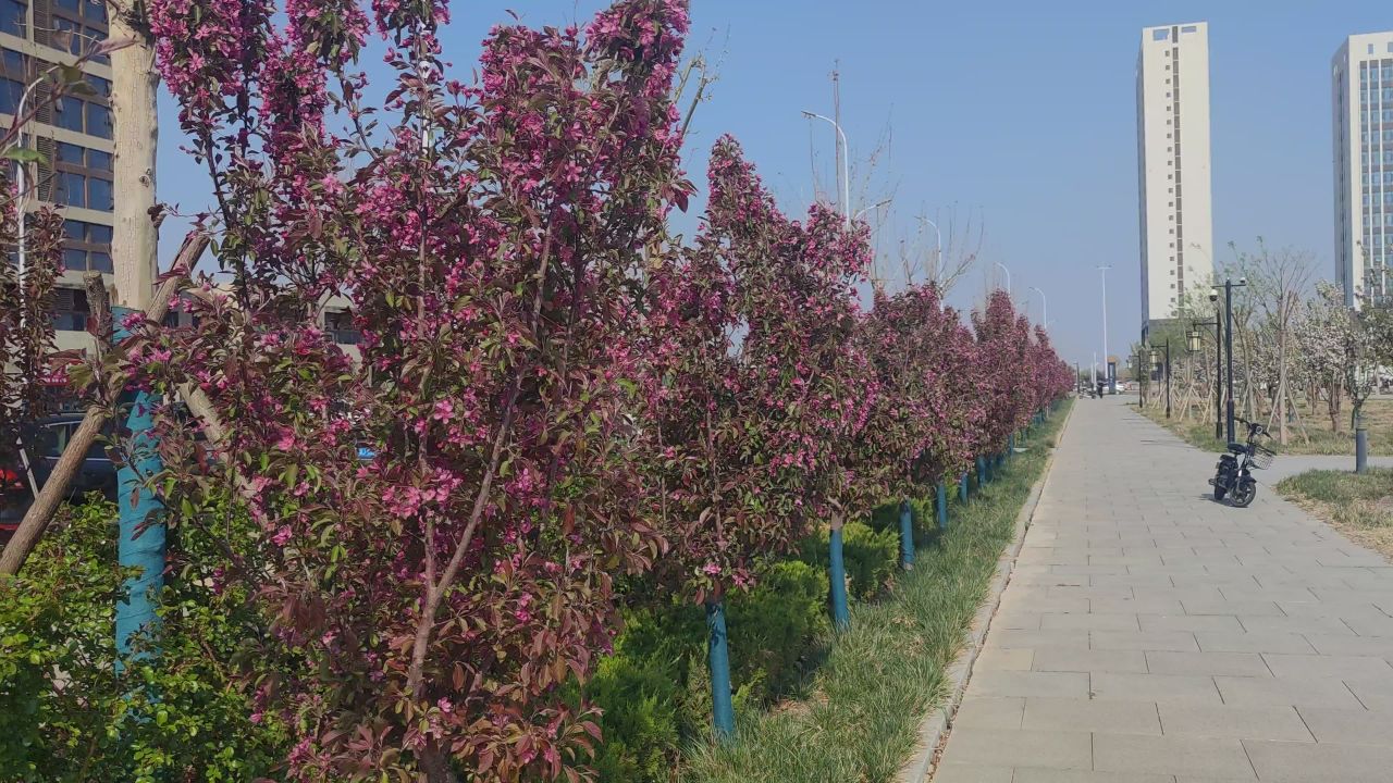 春天 花已开 9