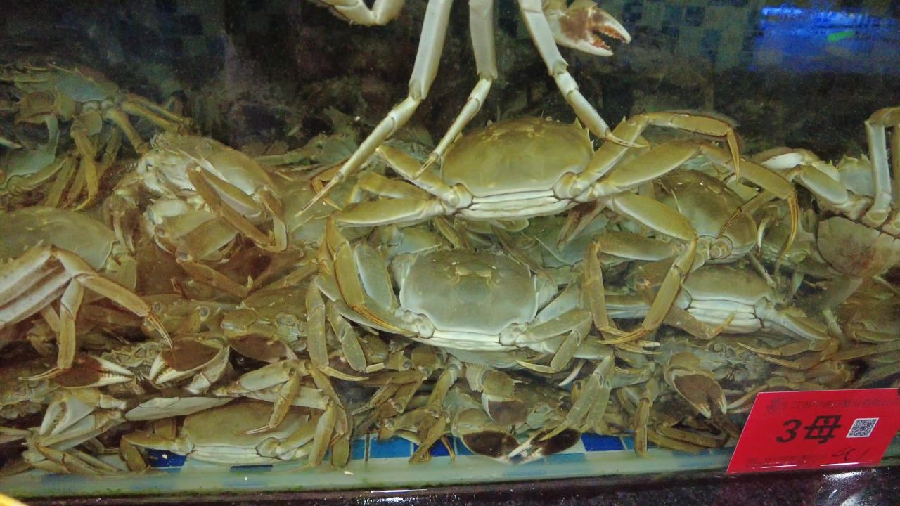 活体新鲜海鲜螃蟹龙虾帝王蟹石斑鱼乌龟实拍 