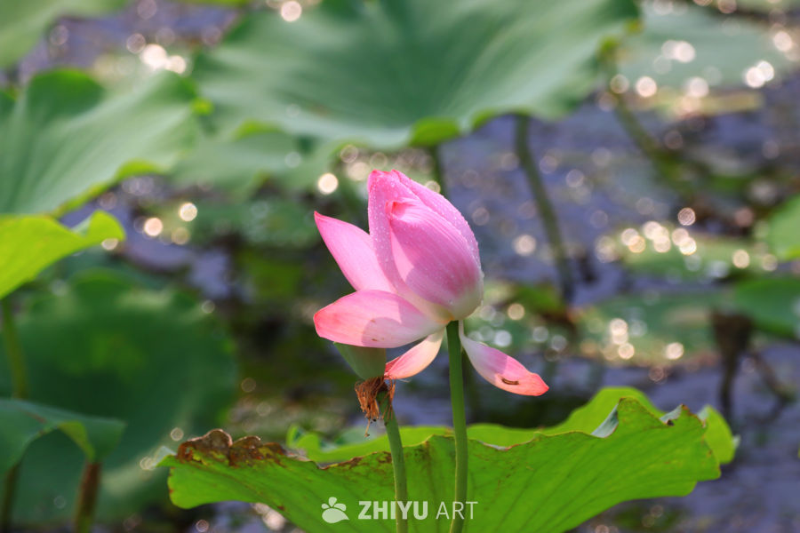 盛夏荷花 111