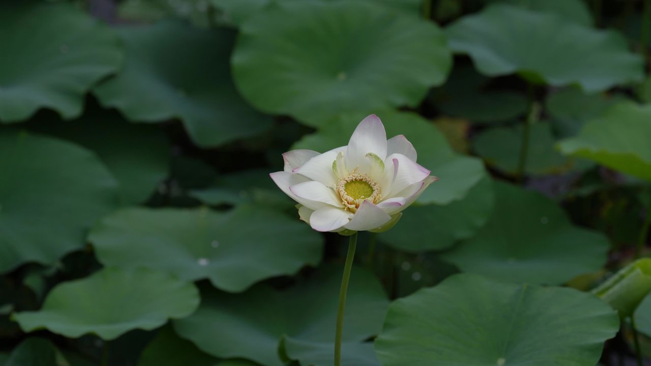 夏荷