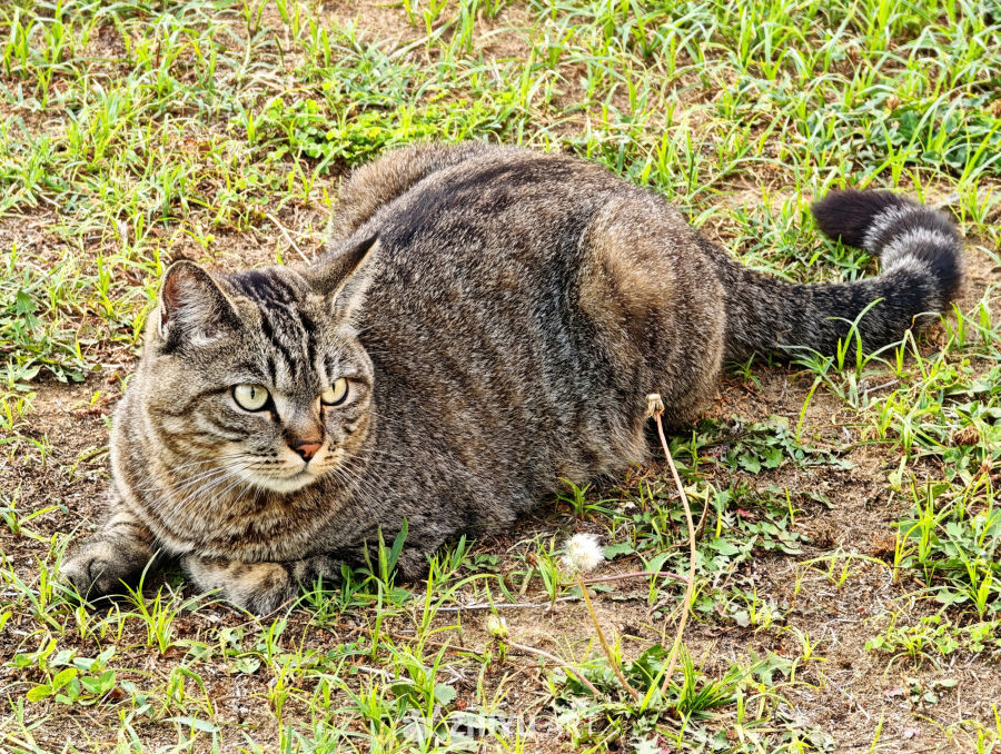 猫