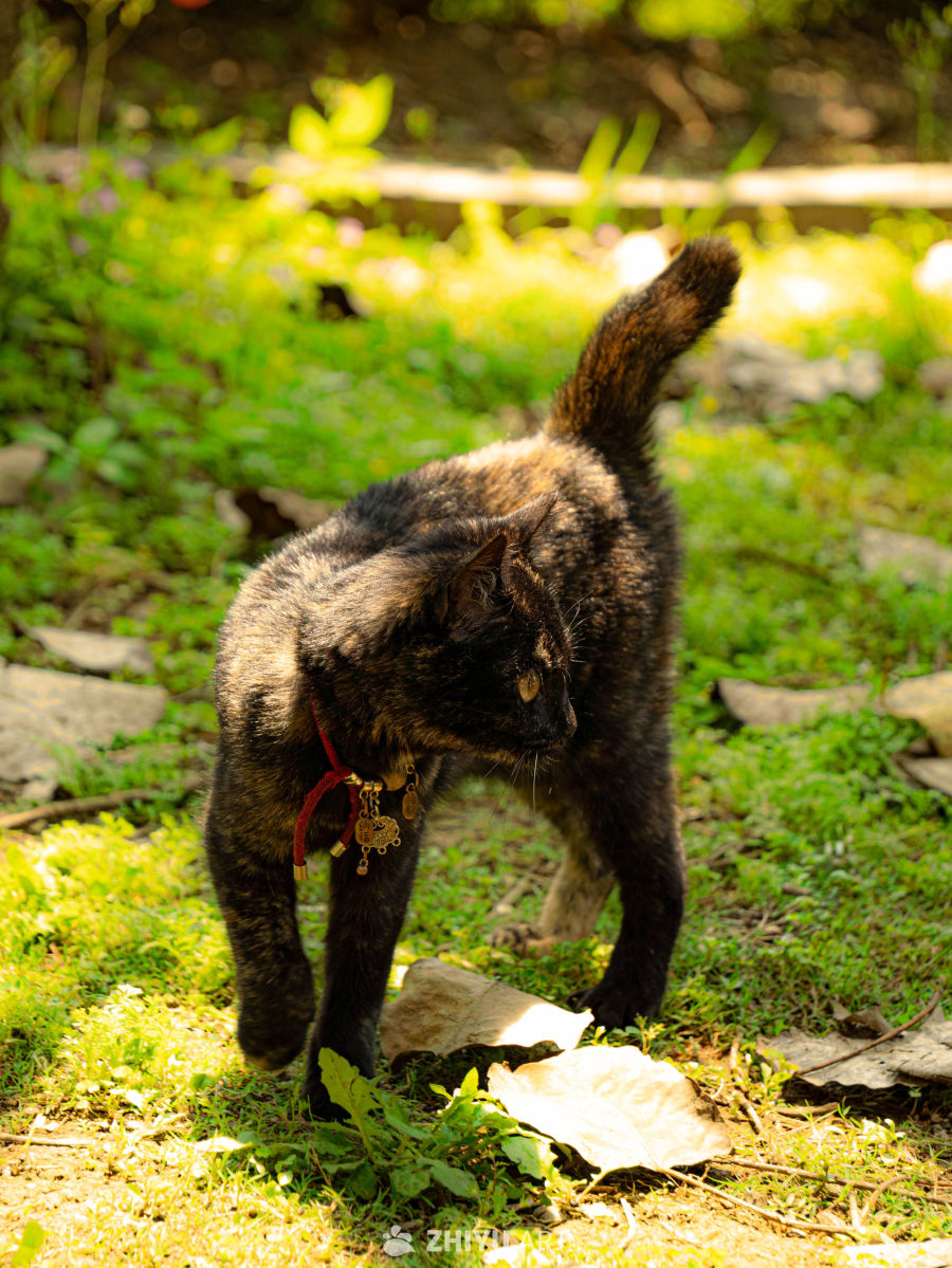 阳光下的小猫