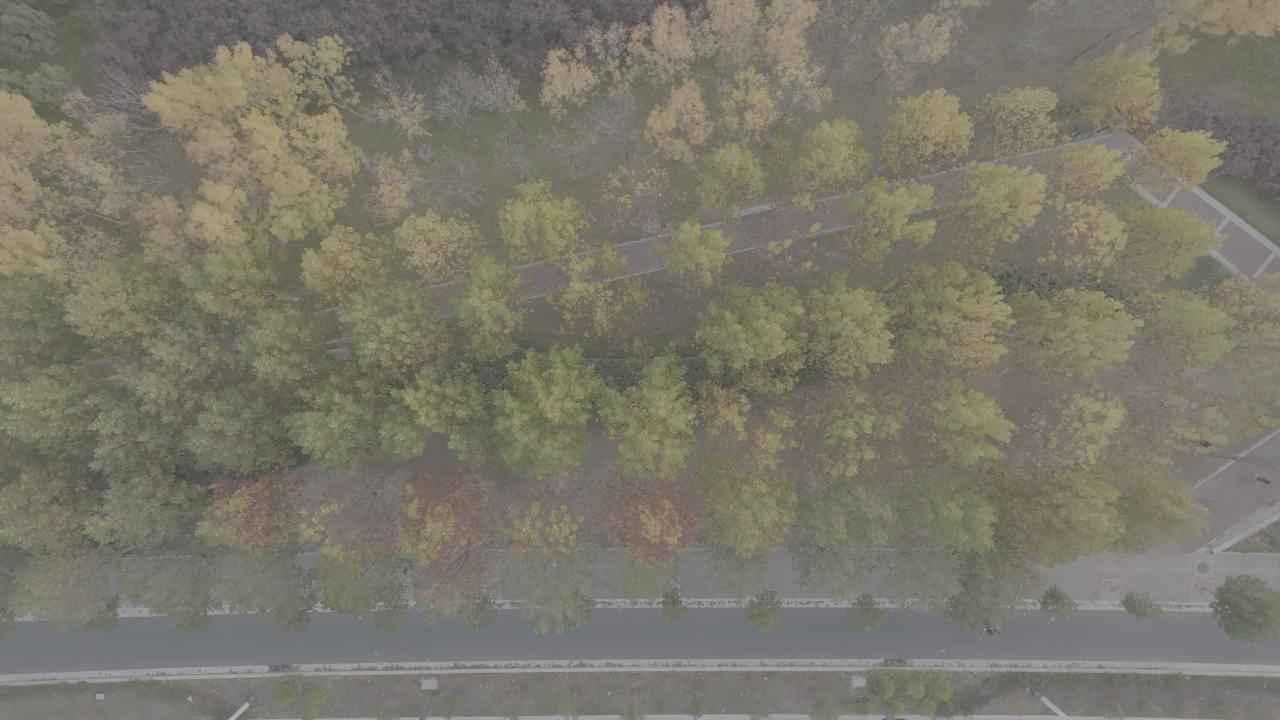秋日雾中林荫道