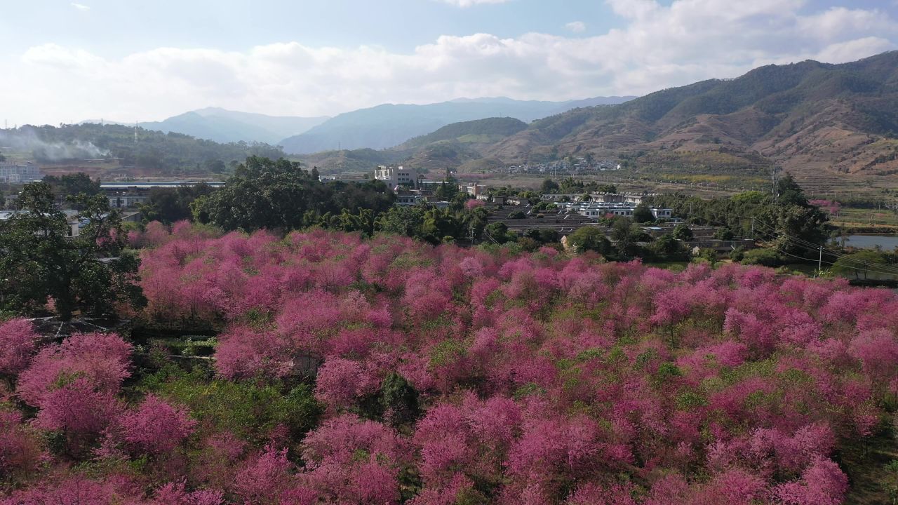 樱花航拍