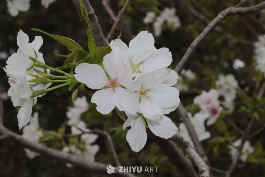 春日樱花绽放