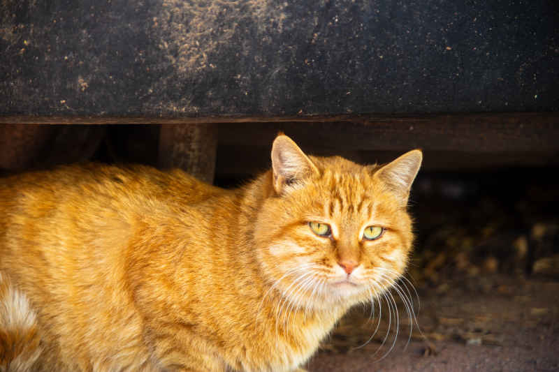 乡村橘猫