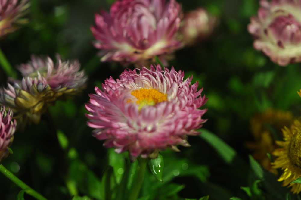 菊花