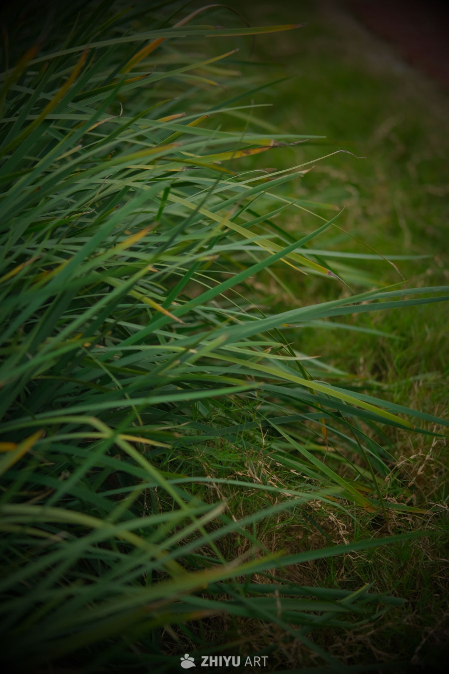 【实拍样片】富士X-T30 II相机实拍照片原片 3