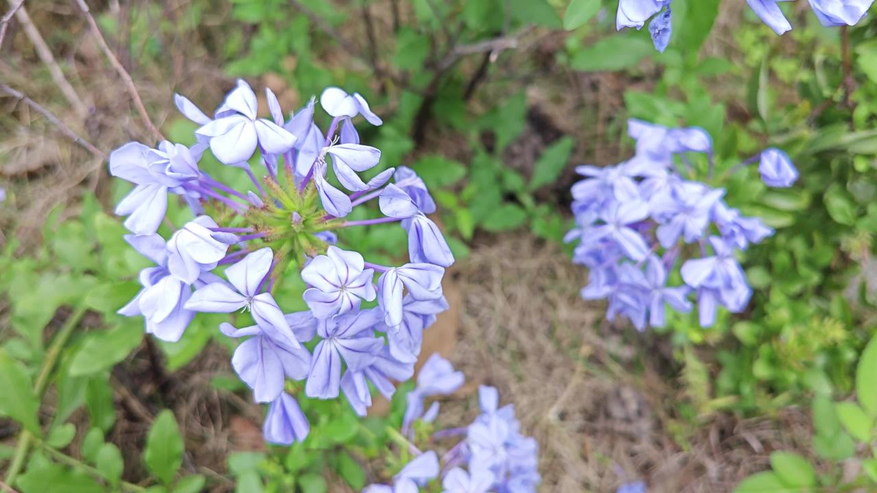 4K微风中蓝色小野花蓝花丹