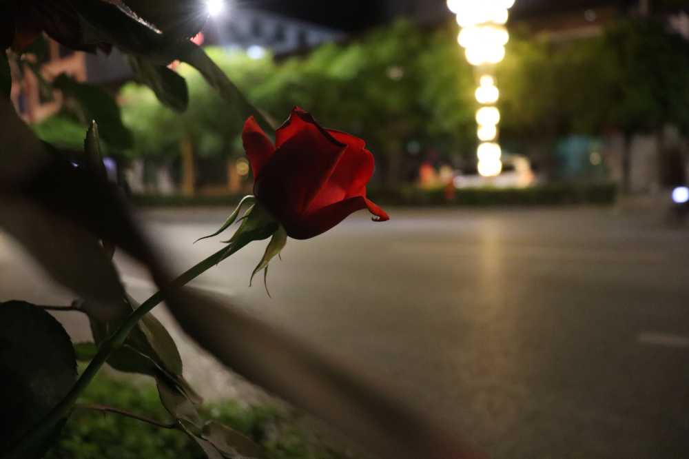 夜色月季