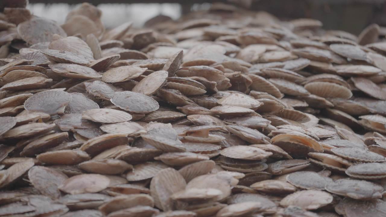 渔民扇贝分拣作业