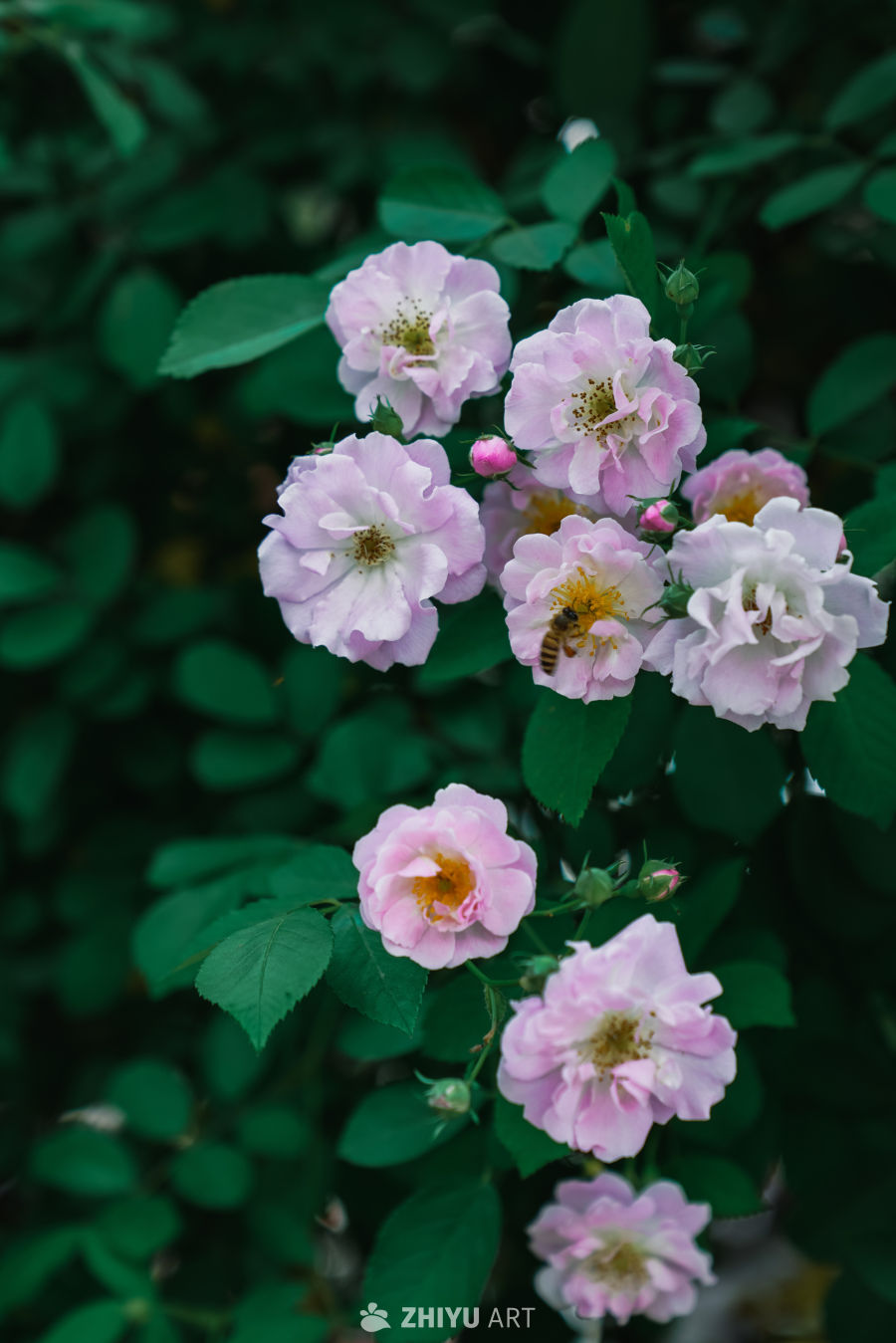 春末的蔷薇花 2