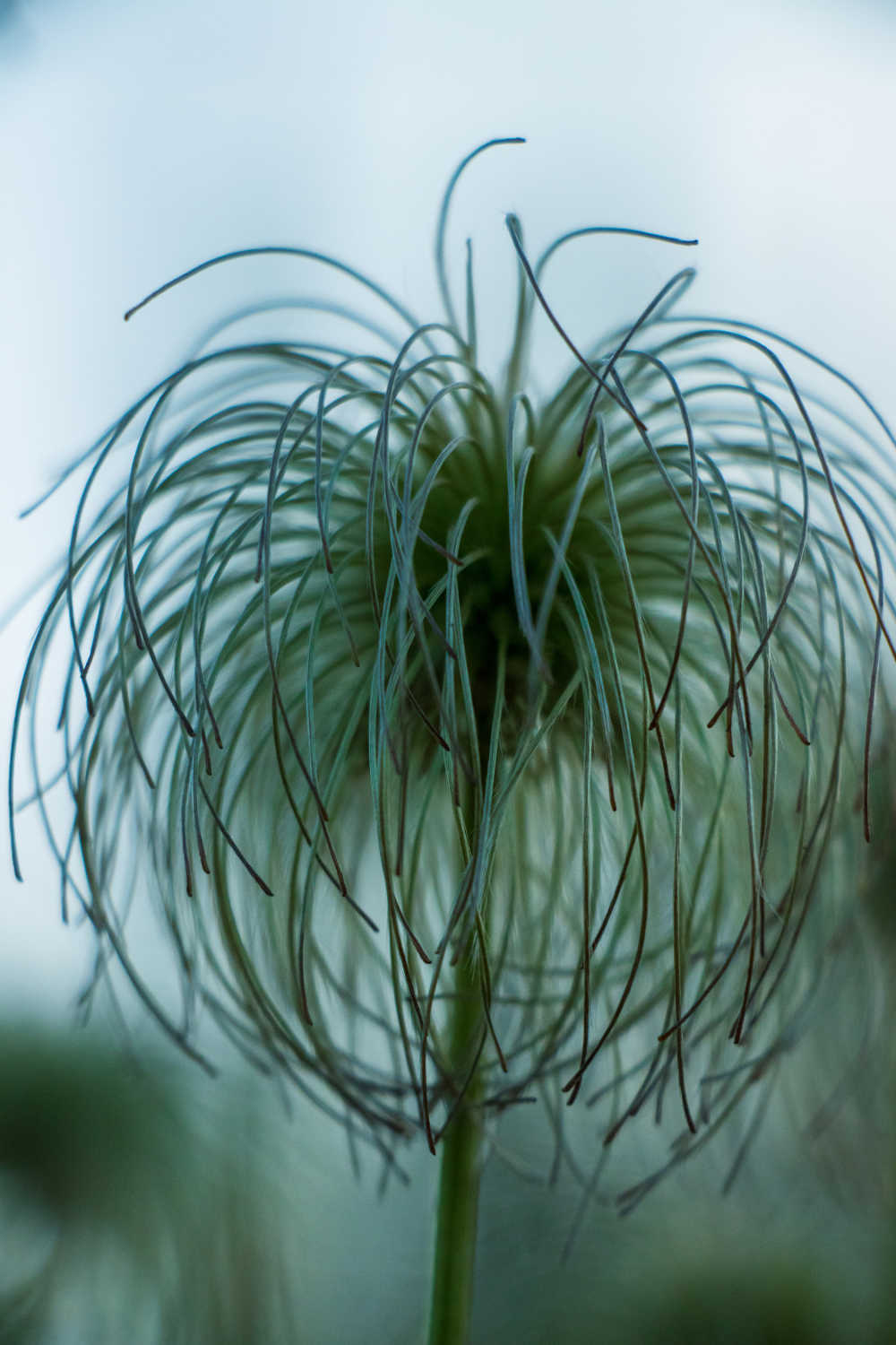 高原花草
