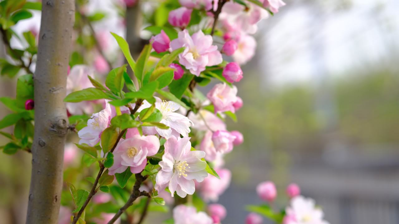 花 10
