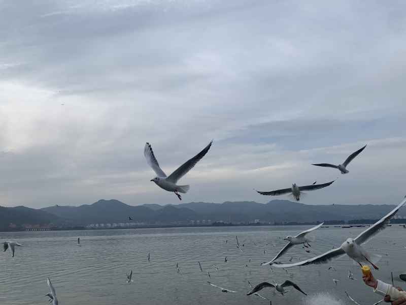 海鸥 6