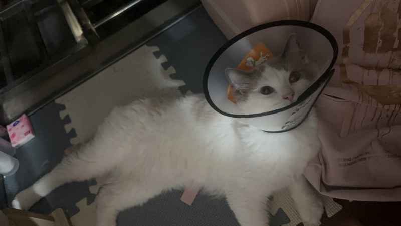 可爱的猫猫，谁能抗拒呢 7