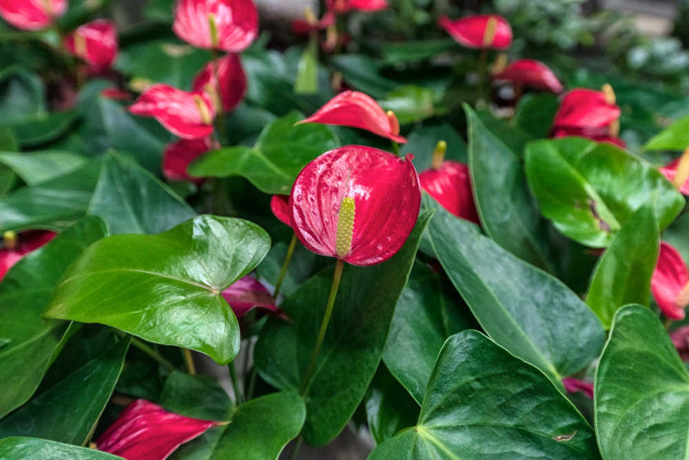 花烛（红掌）