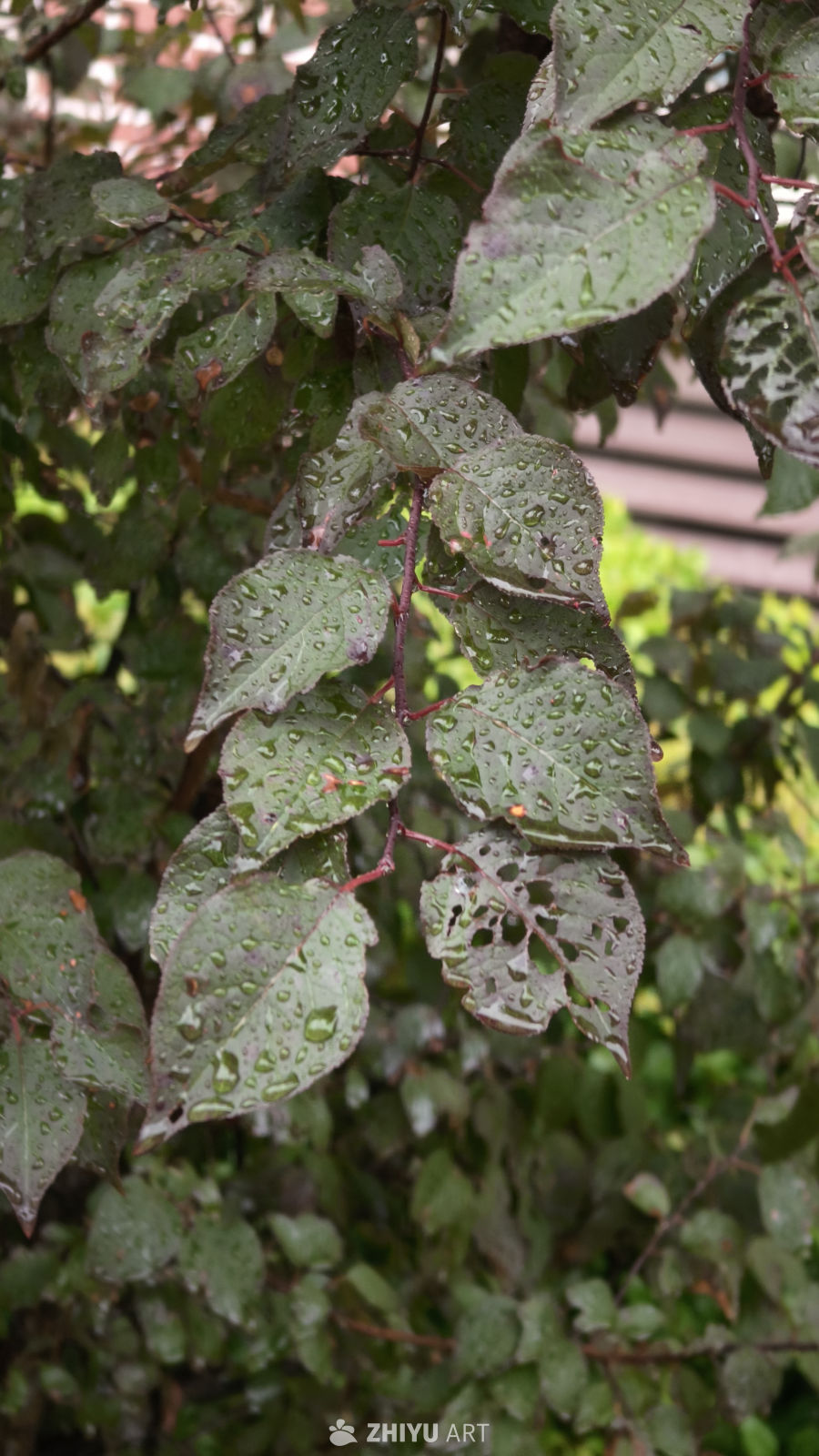 雨后绿叶