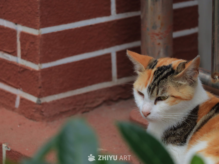 专注的三色猫