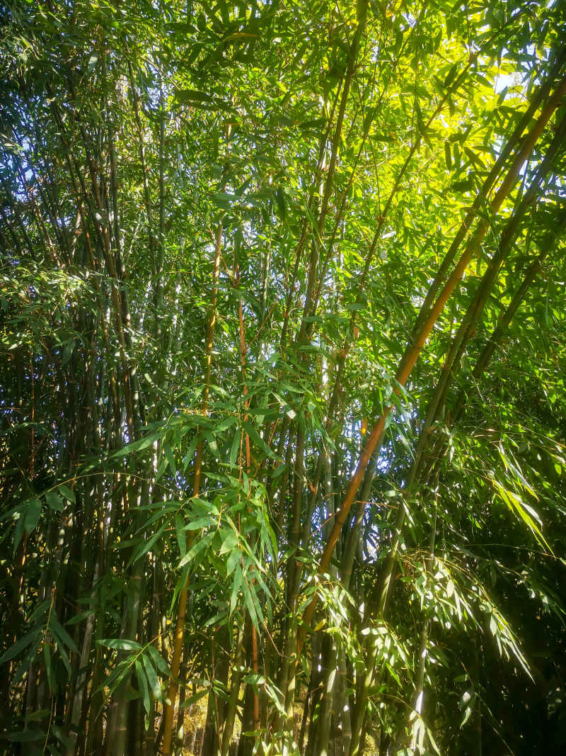 竹林竹叶植物摄影图 