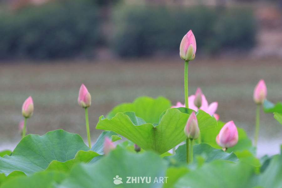 荷花 35