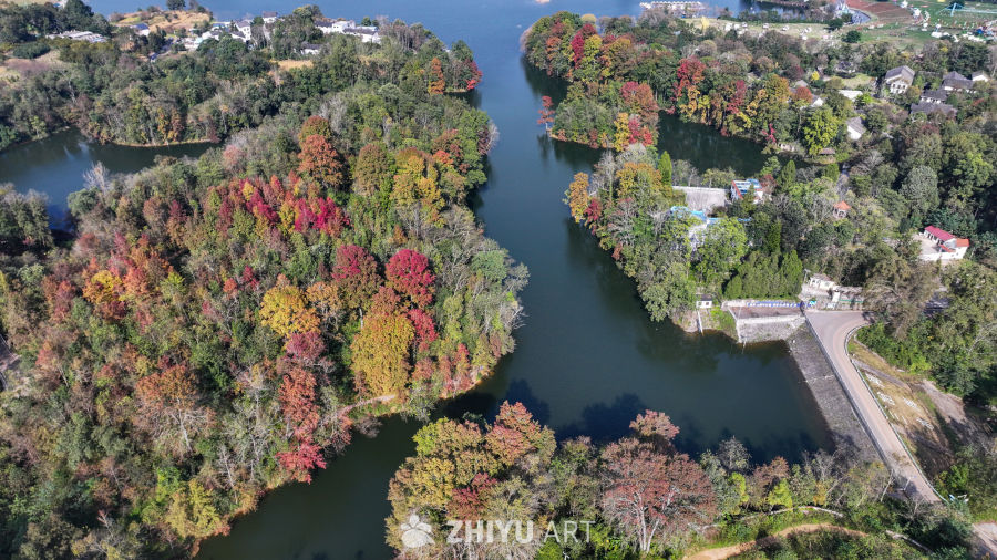航拍水边枫叶美景  初冬枫叶似火 38