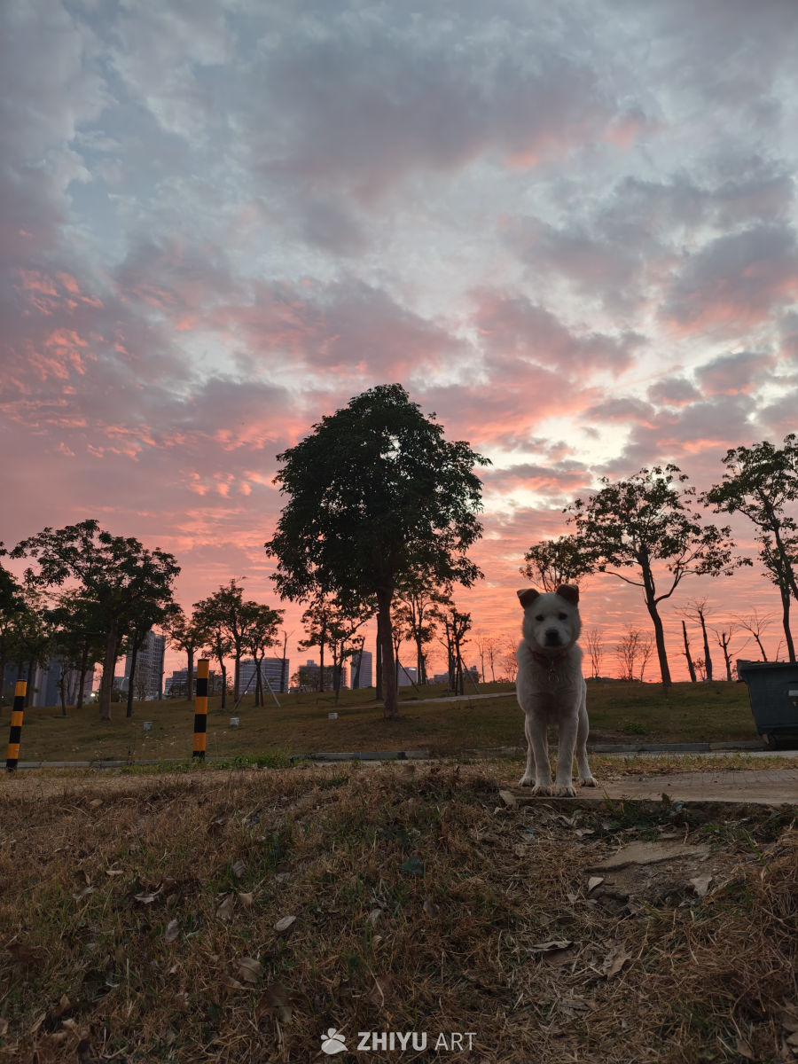 夕阳下的公园狗狗