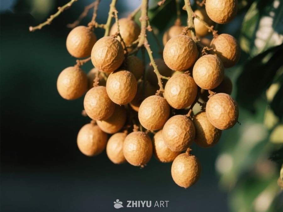 枝头挂满成熟的龙眼果实 774