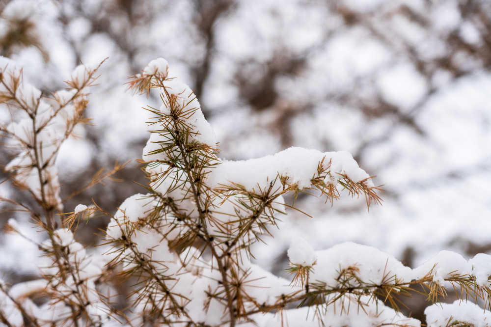 雪景