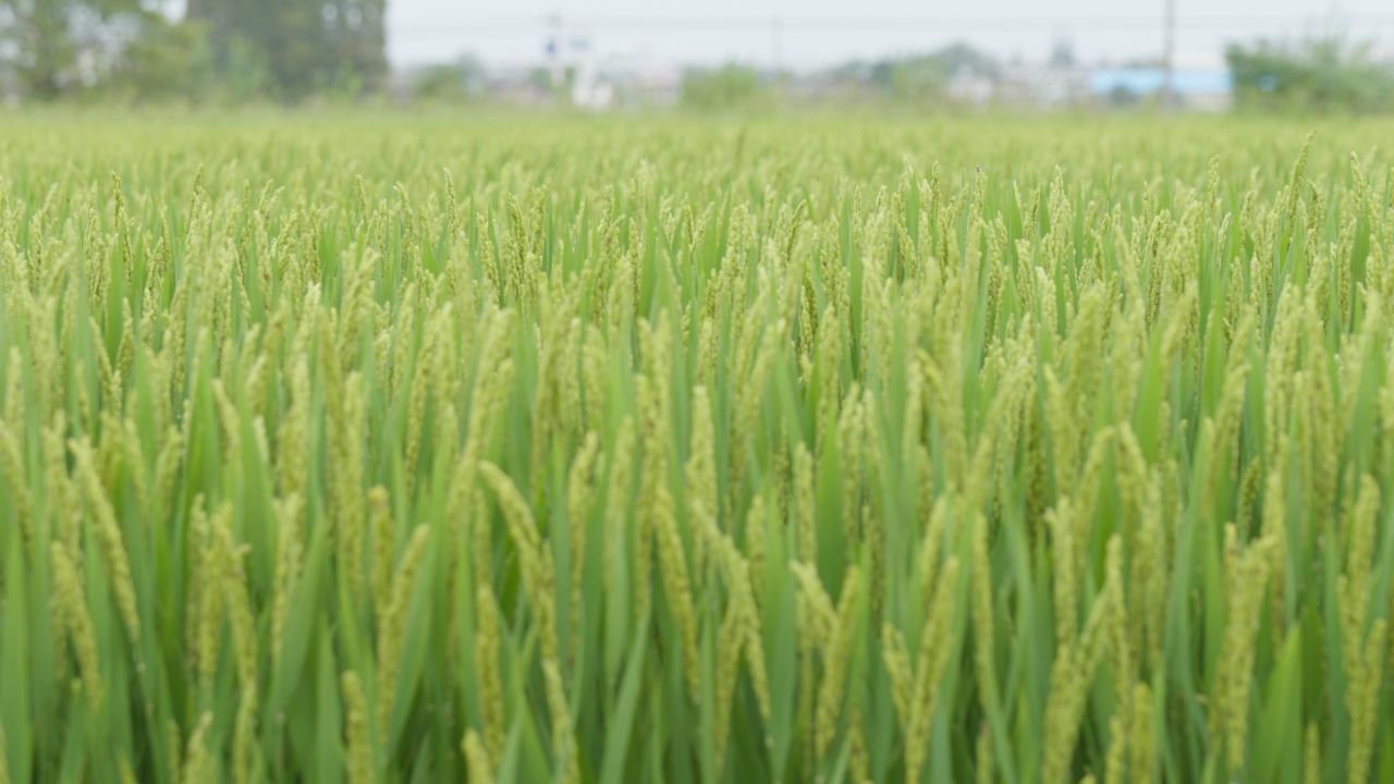 农村水稻田野粮食庄稼丰收 10